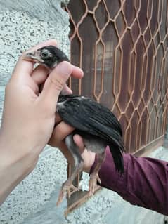 aseel chicks for sale
