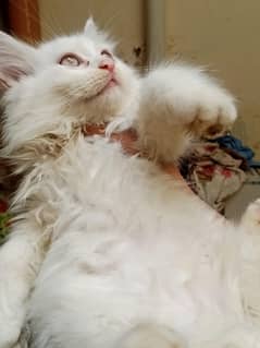 Persian kitten for sale
