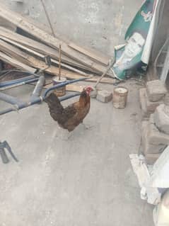 Egg