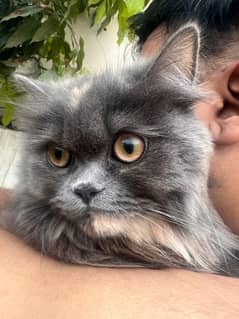 Persian