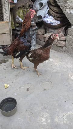 1male2female for sal