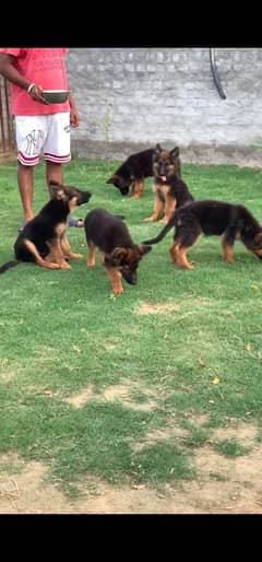 German shepherd  puppies available 03079535892 WhatsApp