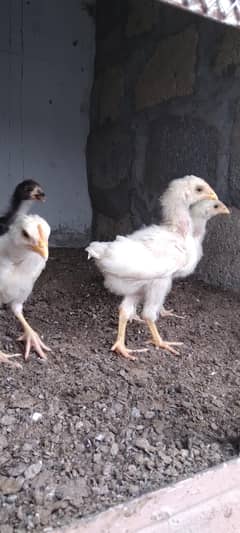Chicks Chuzay