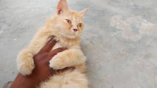 Persian female for sale