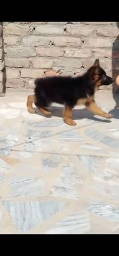 German shepherd  puppies available 03079535892 WhatsApp