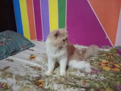 catey