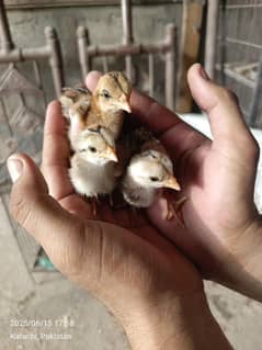 3 aseel chicks