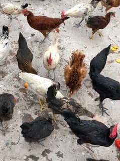golden misri  hen