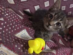 2 Half-Persian Male Kittens to Let Go
