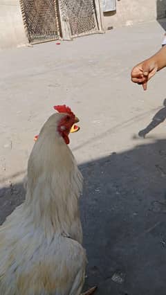 ghar ki breed hai