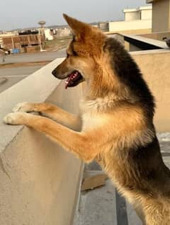Alsatian/