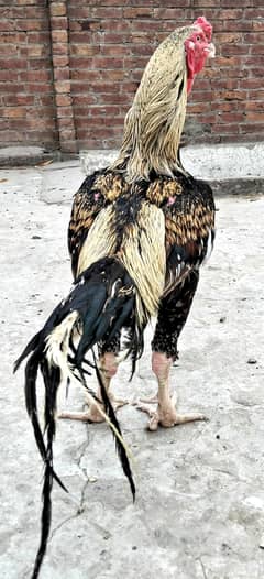 aseel murga best for breed