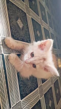 Potty Trained Persian Cat(kitten)