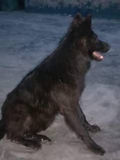 German