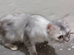 Persian cat for sale