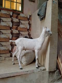 barbari male 3 month