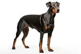 European Doberman Male 10 Month Old  Important Blood Line