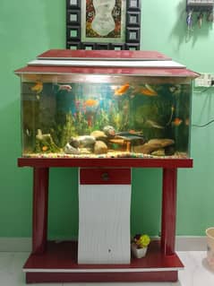 Equrium with Fish