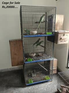 KASHMIRI RAW AND KHATA BREEDER PAIRS EXCELLENT, HEALTHY, AND ACTIVE