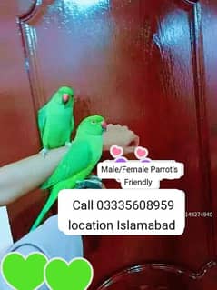 Single 5500 Semi Hand Tamed Green Ring Neck Parrots Male/Female