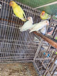 love birds