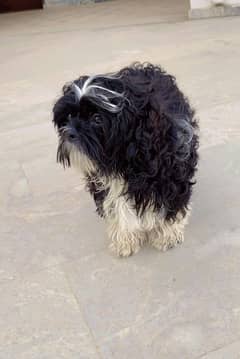 Dog for Sale | Black and White Shih Tzu |Cute Puppy| Shih Tzu Dog sale
