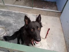 Belgian Shepherd female