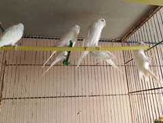 budgies