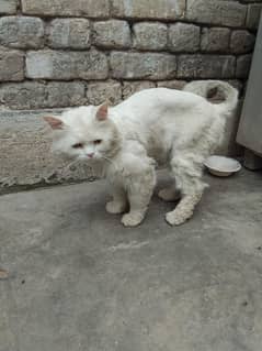 pair and 3 kitten