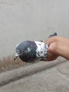 Nasli kabooter parwazi  hn