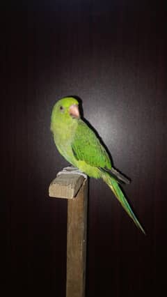 Mithu Ringneck female - Hand and shoulder tame