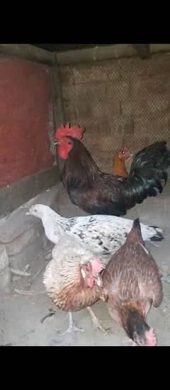 desi