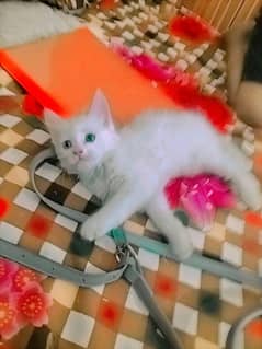 baby cat one month