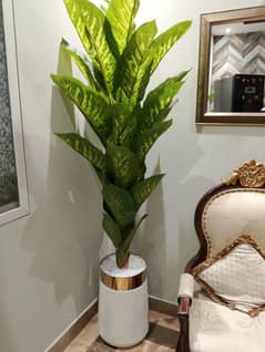 Indoor 6.5 feet plant with base in DHA