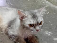 Persian cat
