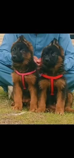 German shepherd  puppies available 03079535892 WhatsApp