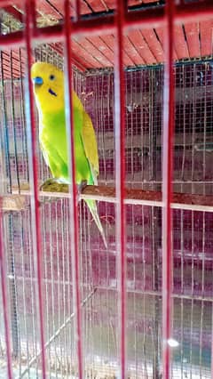budgies parrot