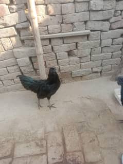 ayam cemani