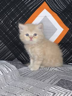 Persion punch face kitten