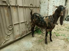 Bakri for sale
