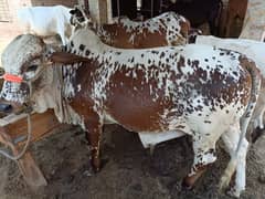 Bachra For sale