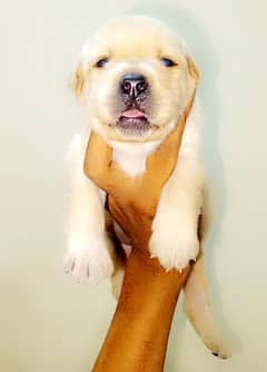 Labrador puppies