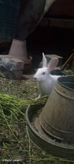 Rabbit pair for sale age 8 month