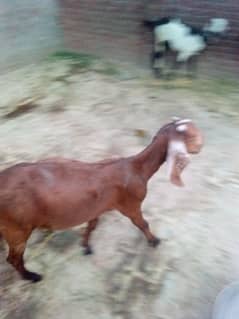 Goat female path