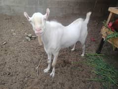 Gulabi Teeda breeder