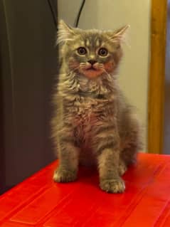 Persian triple coat male