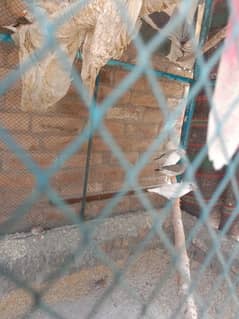 Zebra finch adult pieces 400 per piece