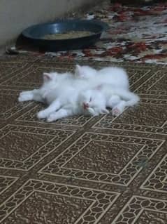 2 month old , double coat Persian kitten's