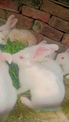 Red Eyes Rabbit (New Zealand)