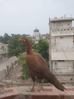Aseel Murgi